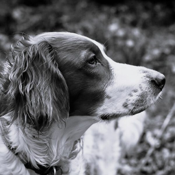 Ivy - Bürohund